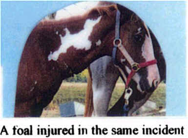 A foal injured in the same incident